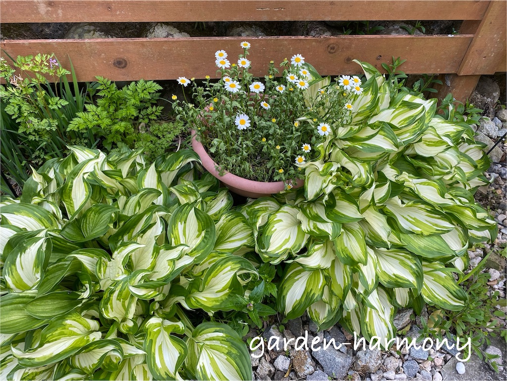 f:id:gardenharmony:20250501230400j:image
