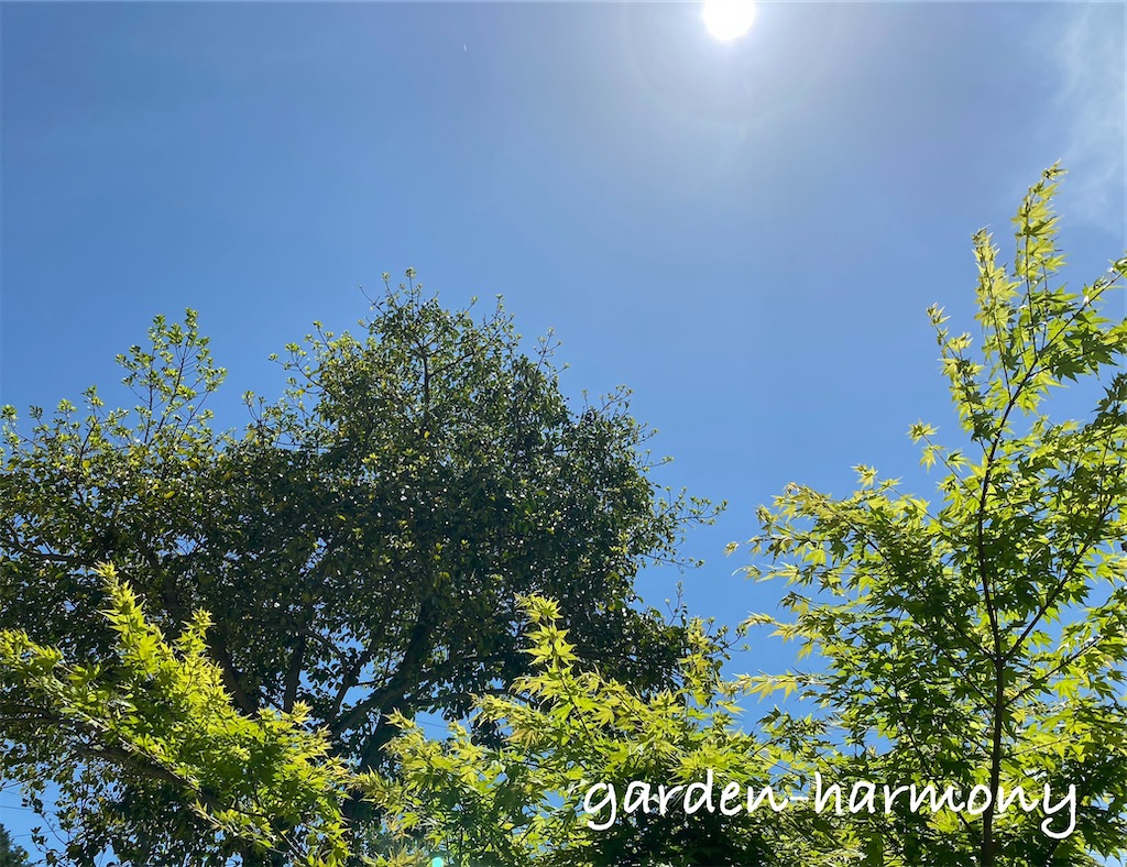 f:id:gardenharmony:20250511123806j:image