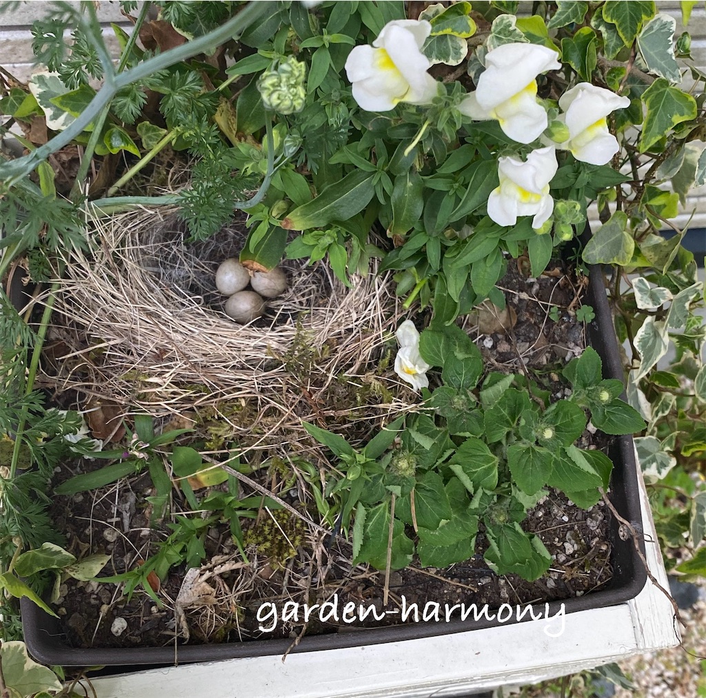 f:id:gardenharmony:20250512124419j:image