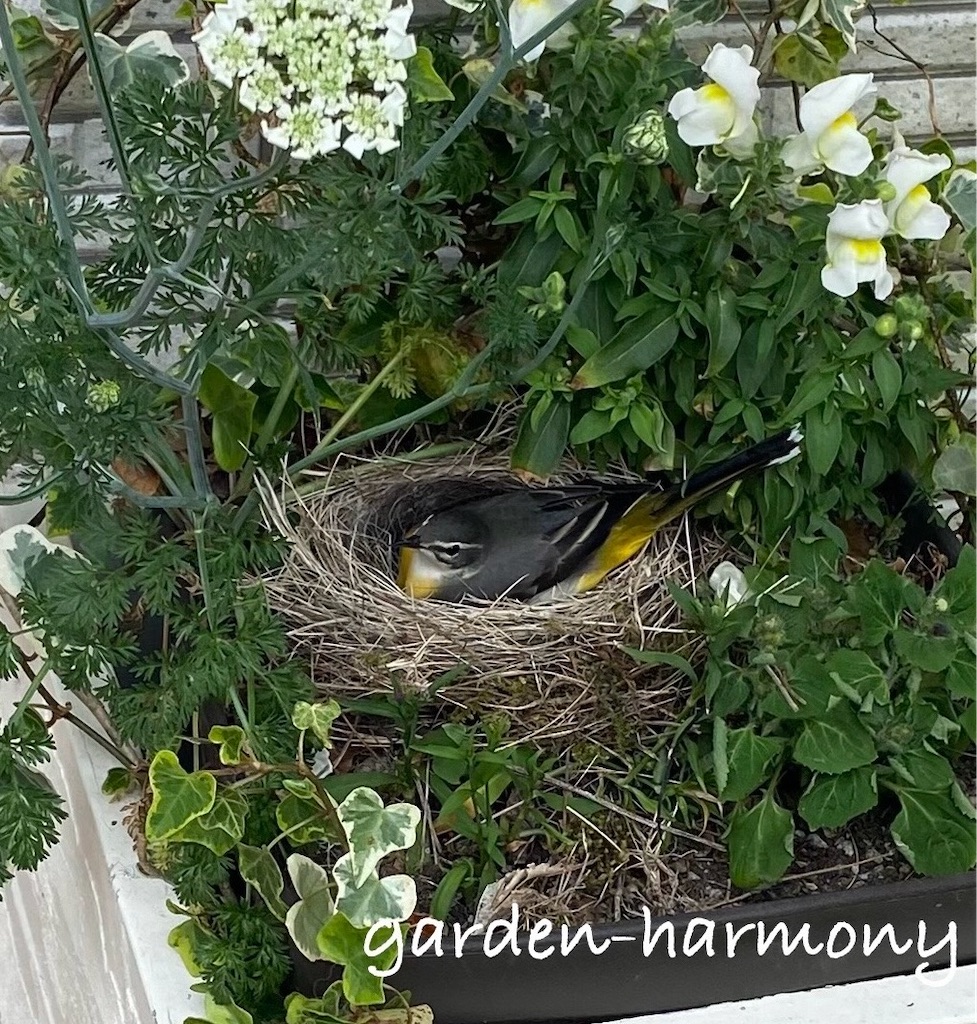 f:id:gardenharmony:20250512200837j:image