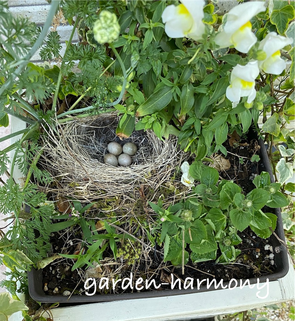 f:id:gardenharmony:20250513142101j:image