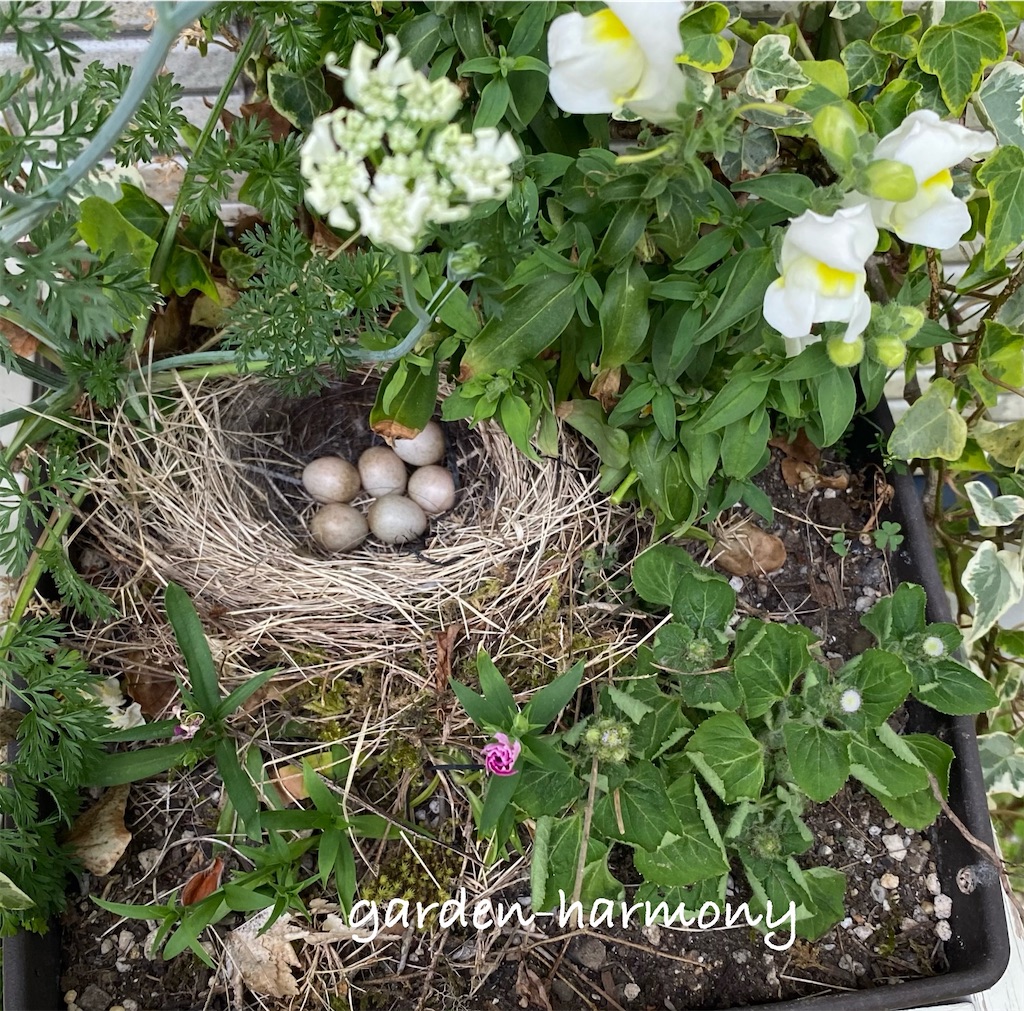f:id:gardenharmony:20250515153120j:image