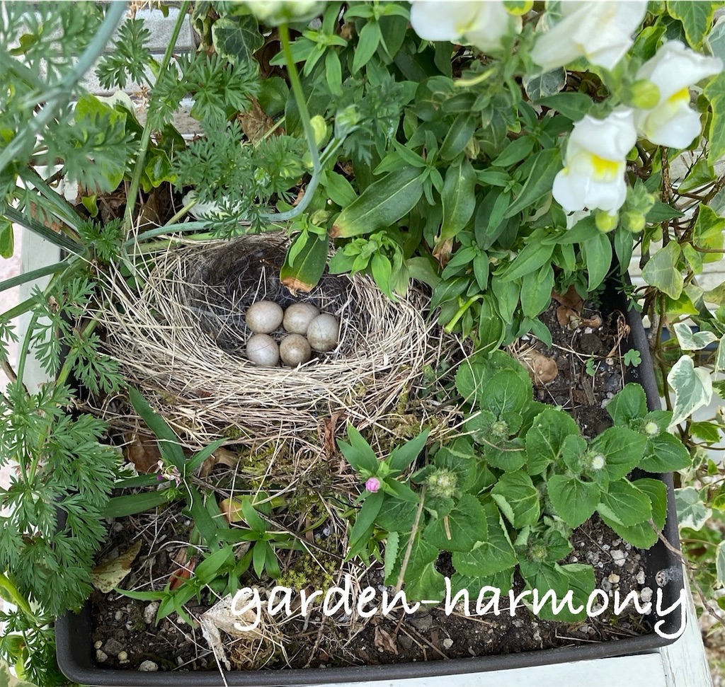 f:id:gardenharmony:20250515153123j:image