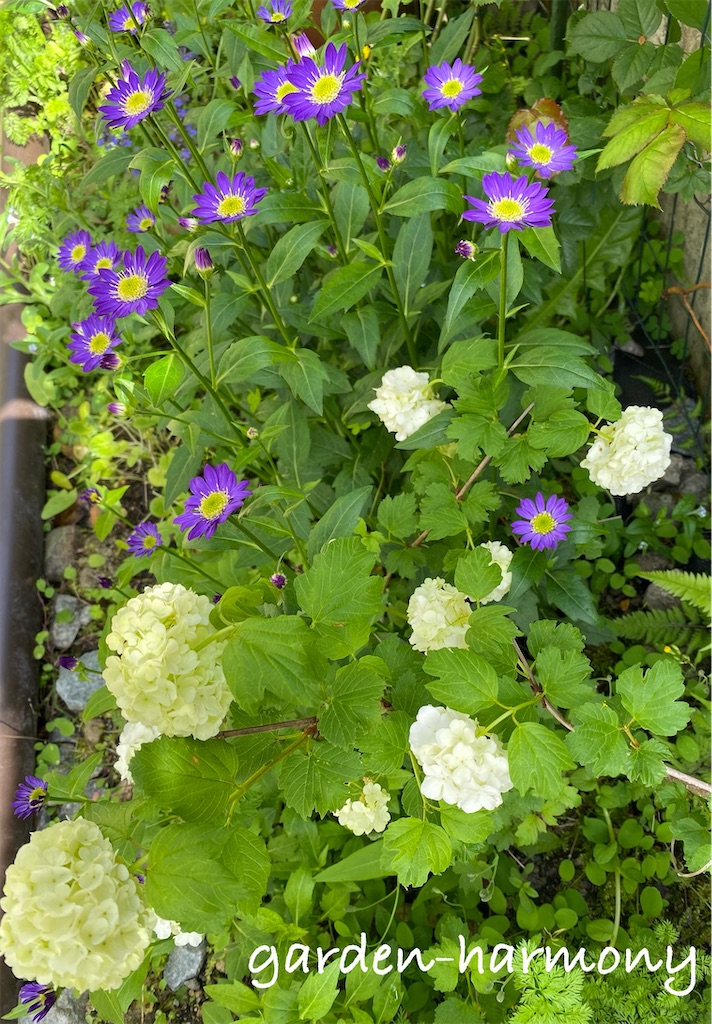 f:id:gardenharmony:20250515163156j:image