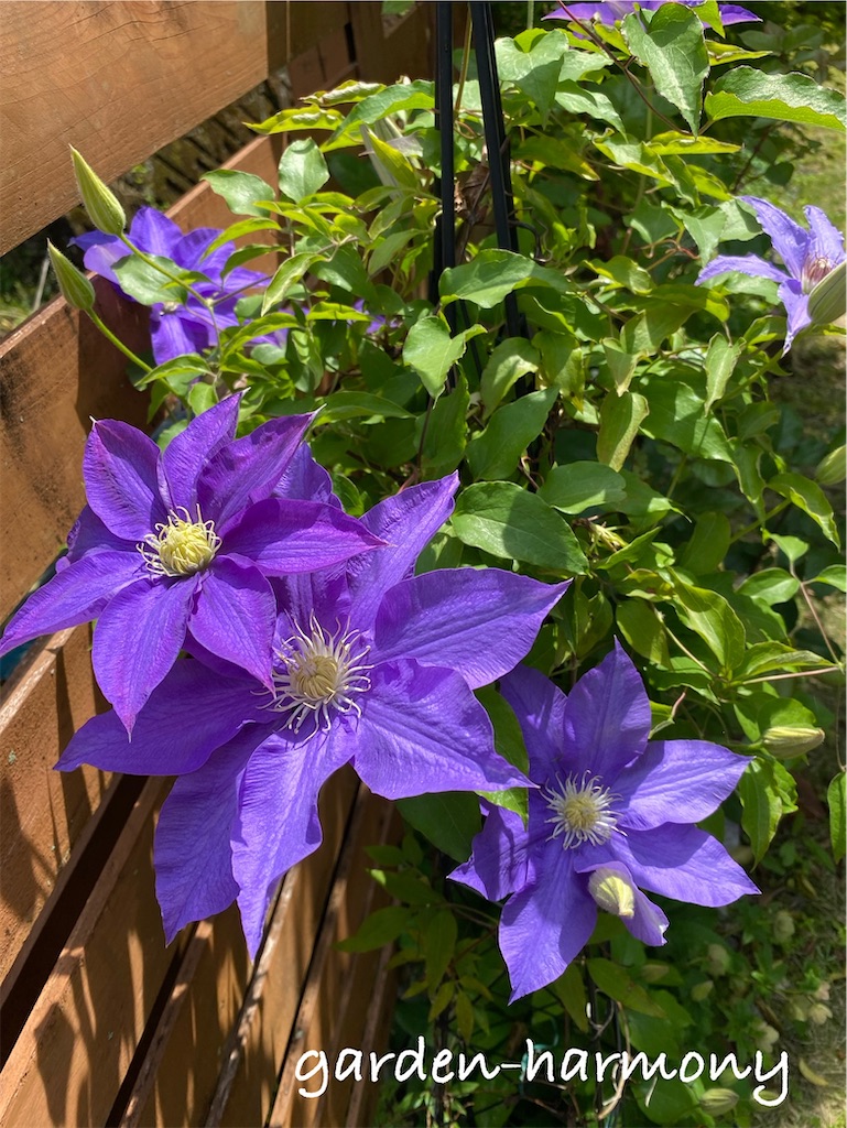 f:id:gardenharmony:20250515163201j:image