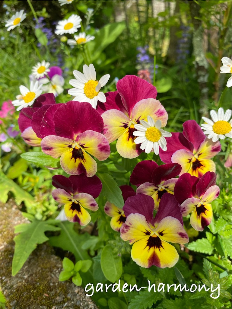 f:id:gardenharmony:20250515163205j:image