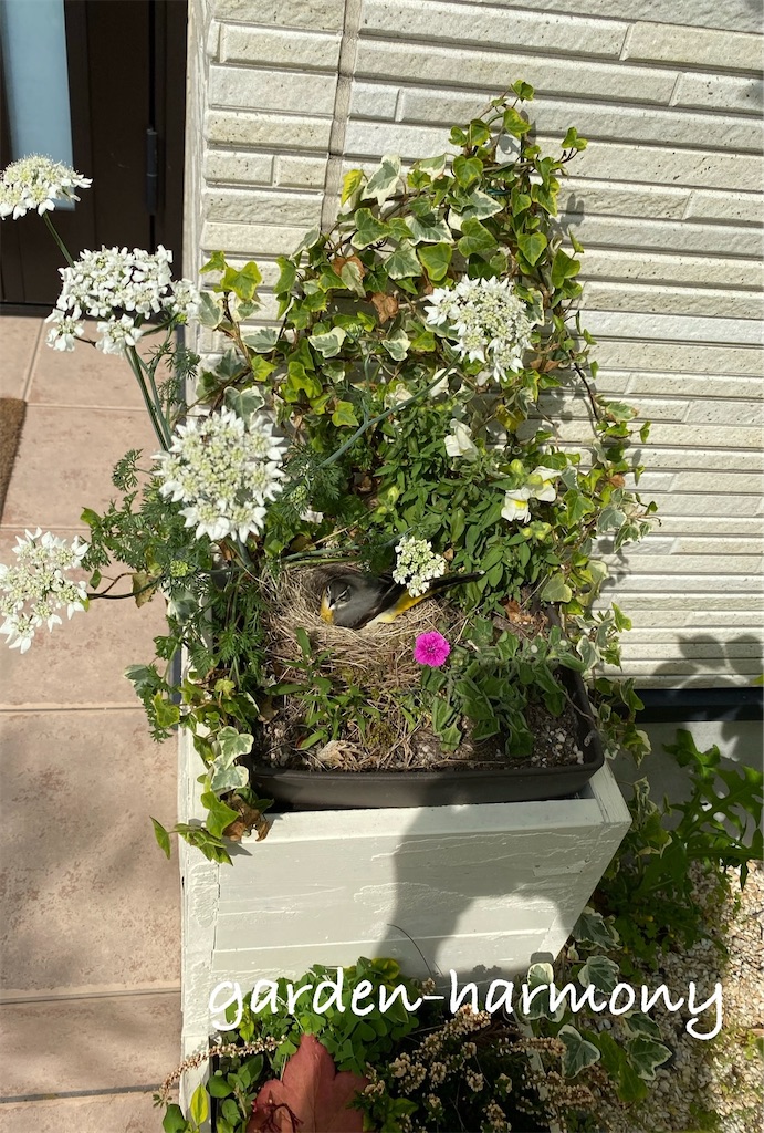 f:id:gardenharmony:20250515163209j:image