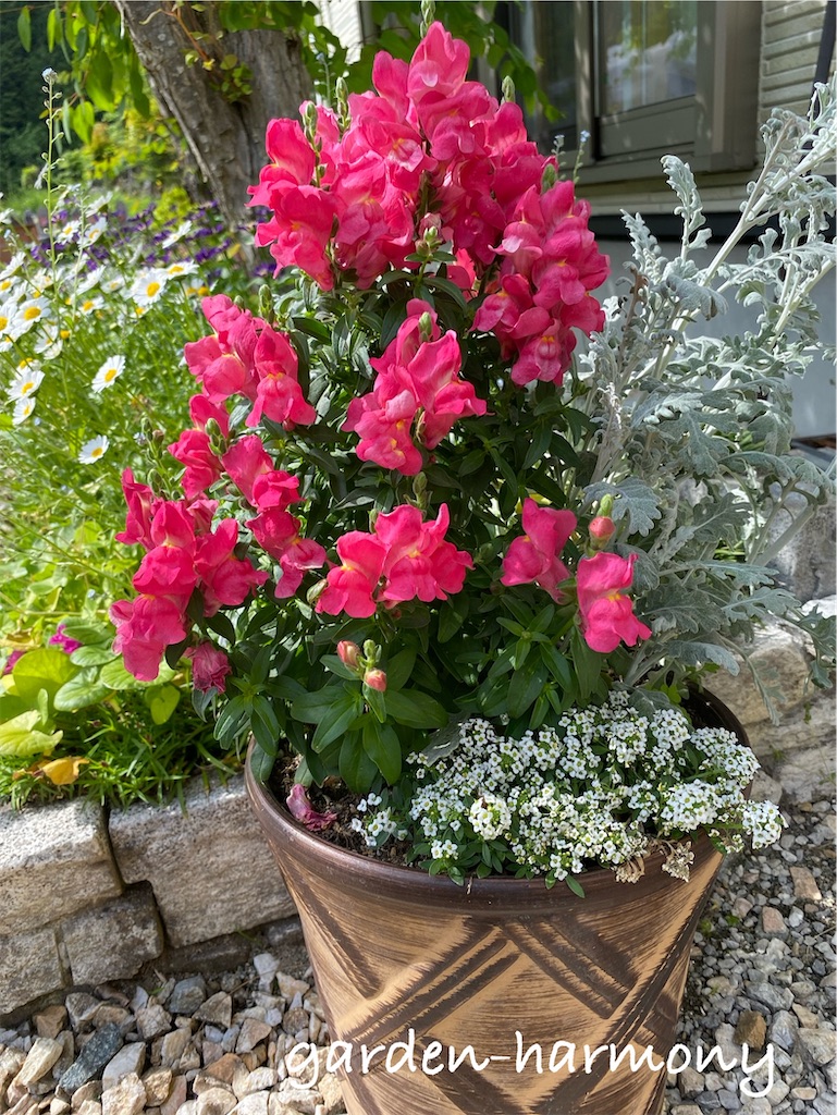 f:id:gardenharmony:20250515163213j:image