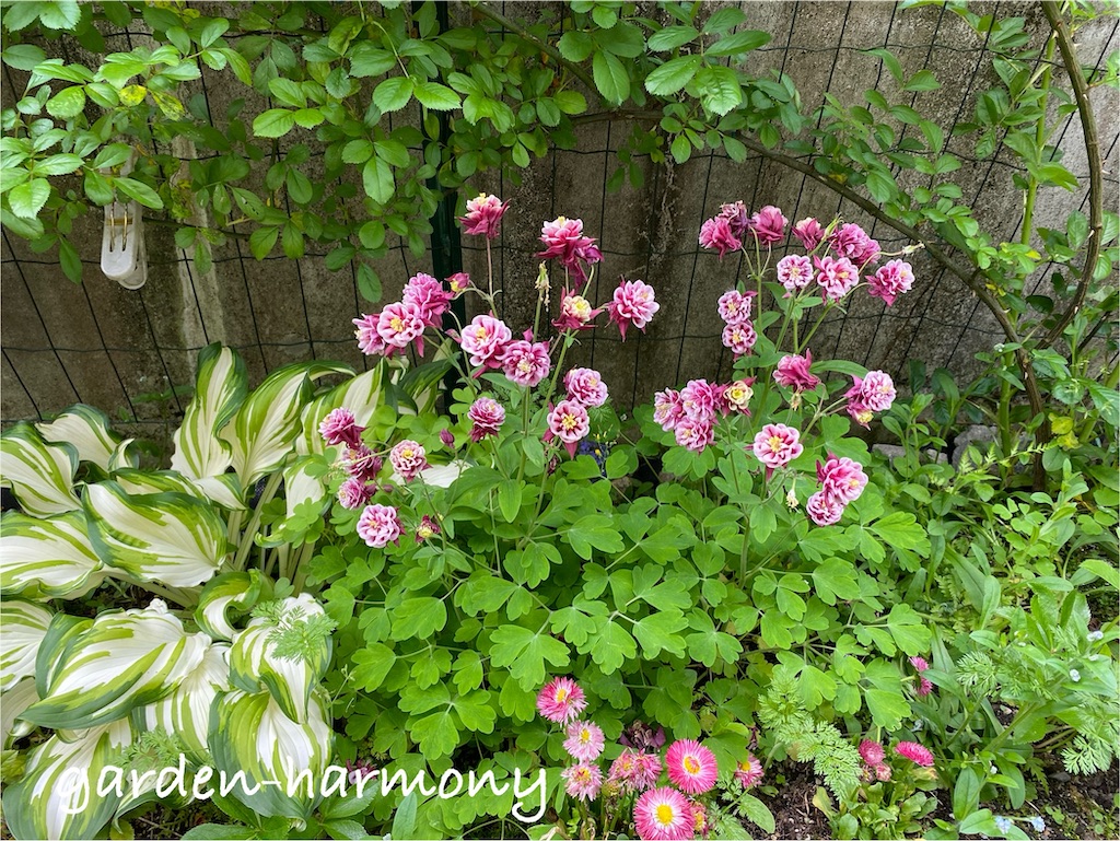 f:id:gardenharmony:20250515163221j:image