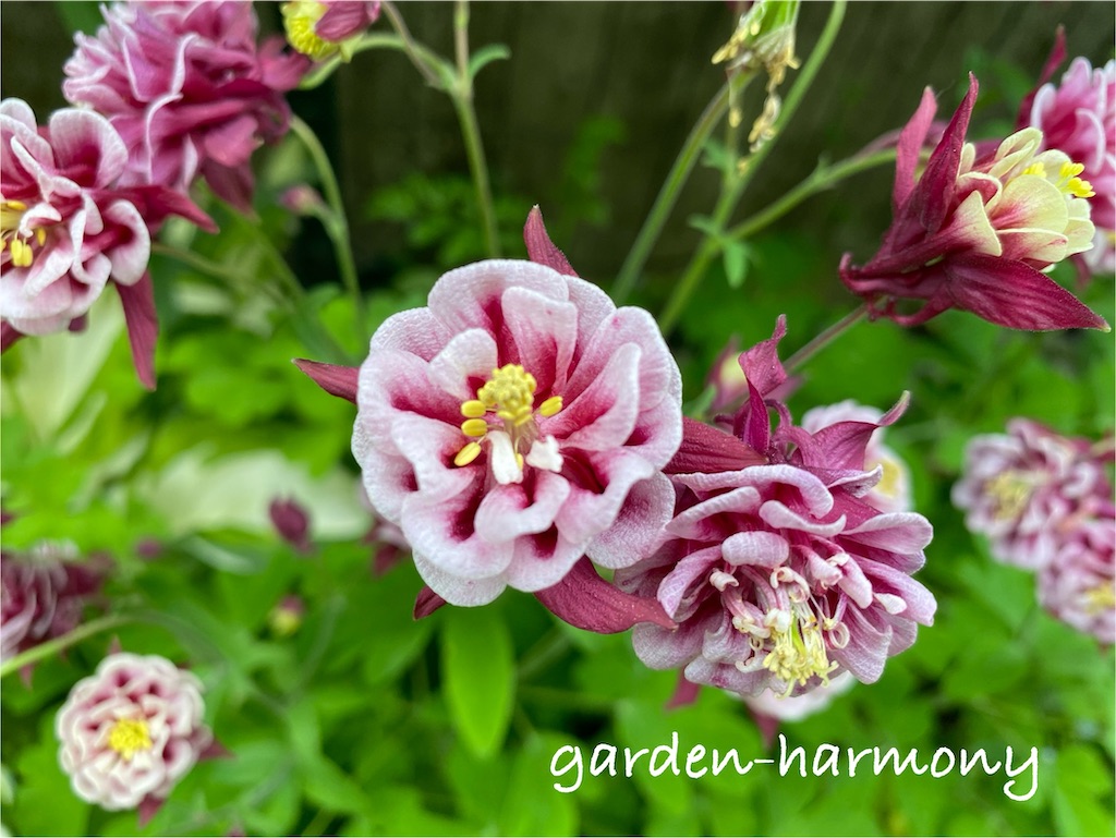 f:id:gardenharmony:20250515171305j:image