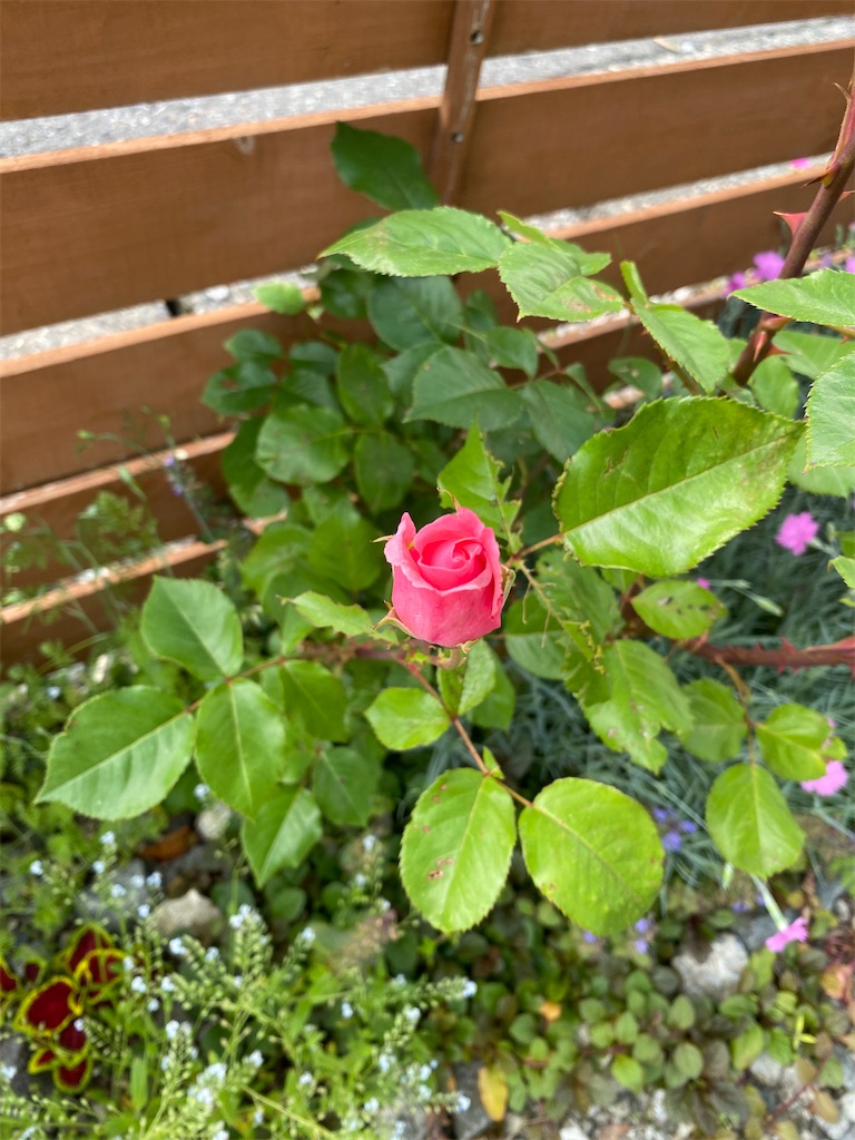 f:id:gardenharmony:20250522164447j:image