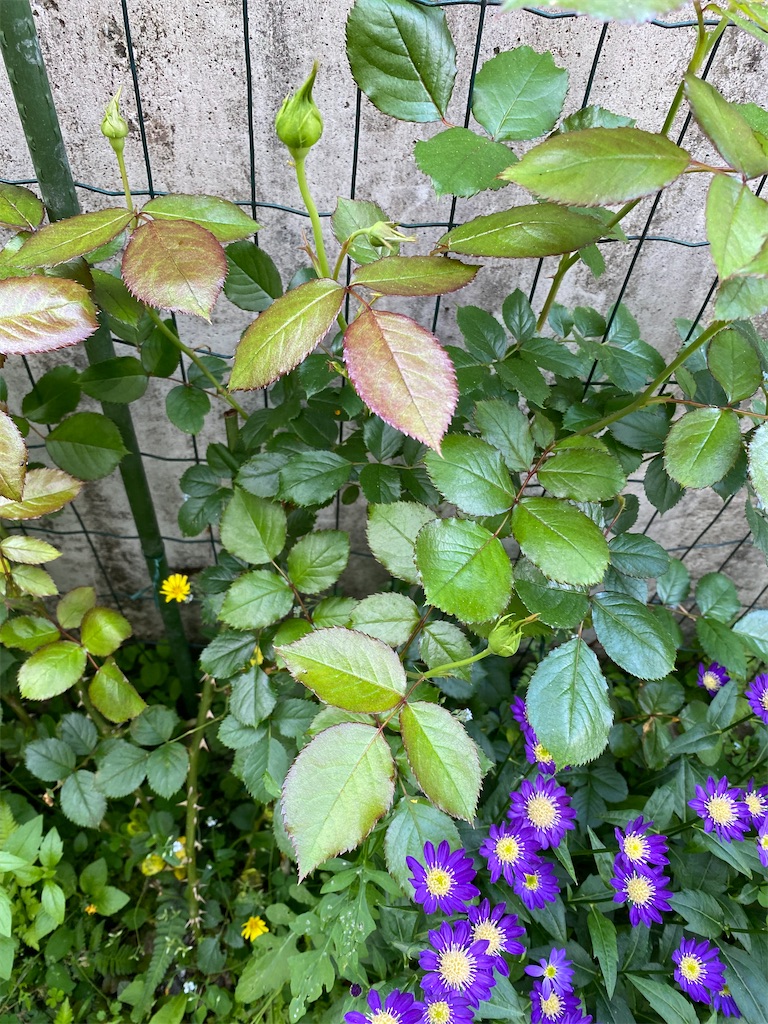 f:id:gardenharmony:20250522164457j:image
