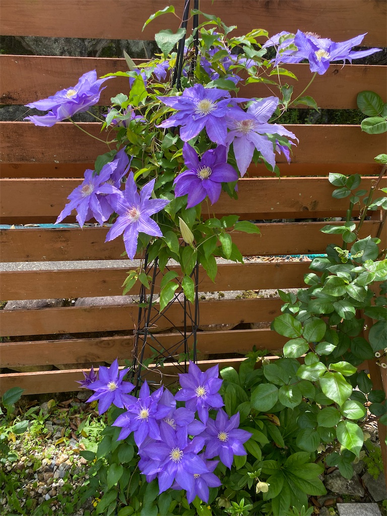 f:id:gardenharmony:20250522164616j:image