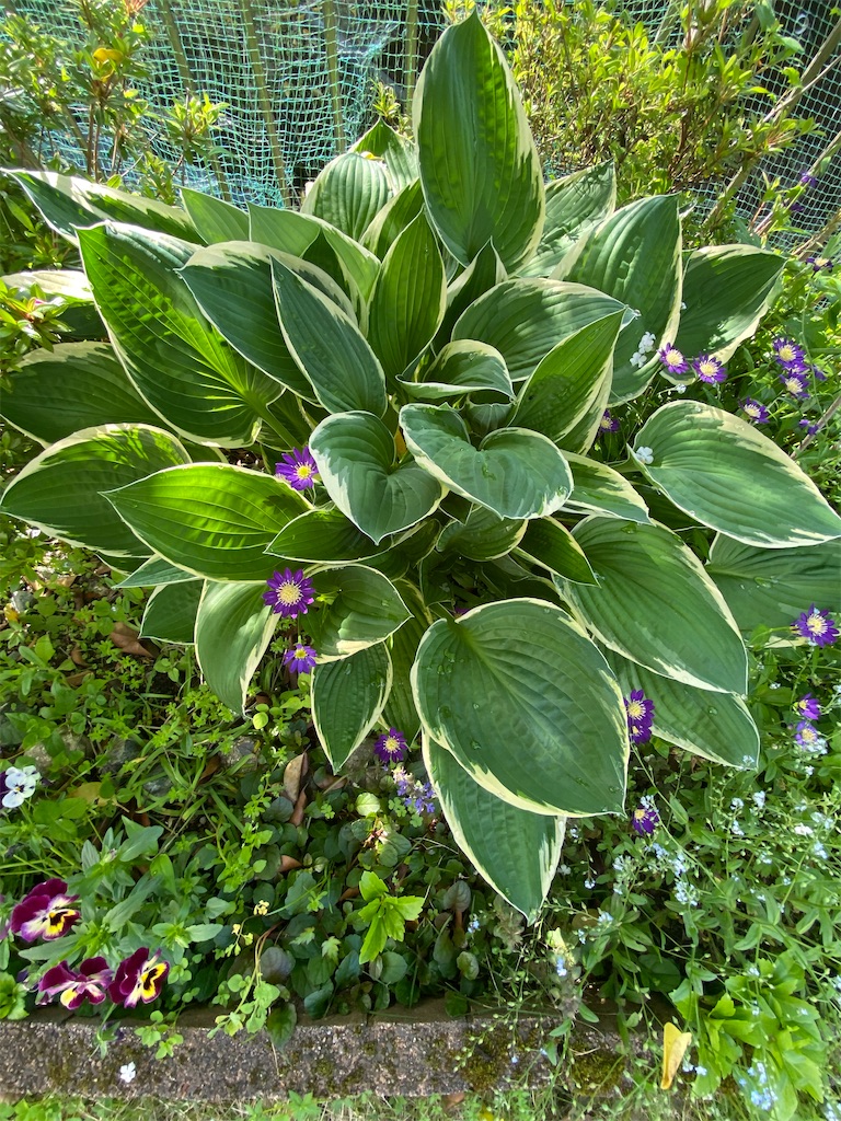 f:id:gardenharmony:20250522164657j:image