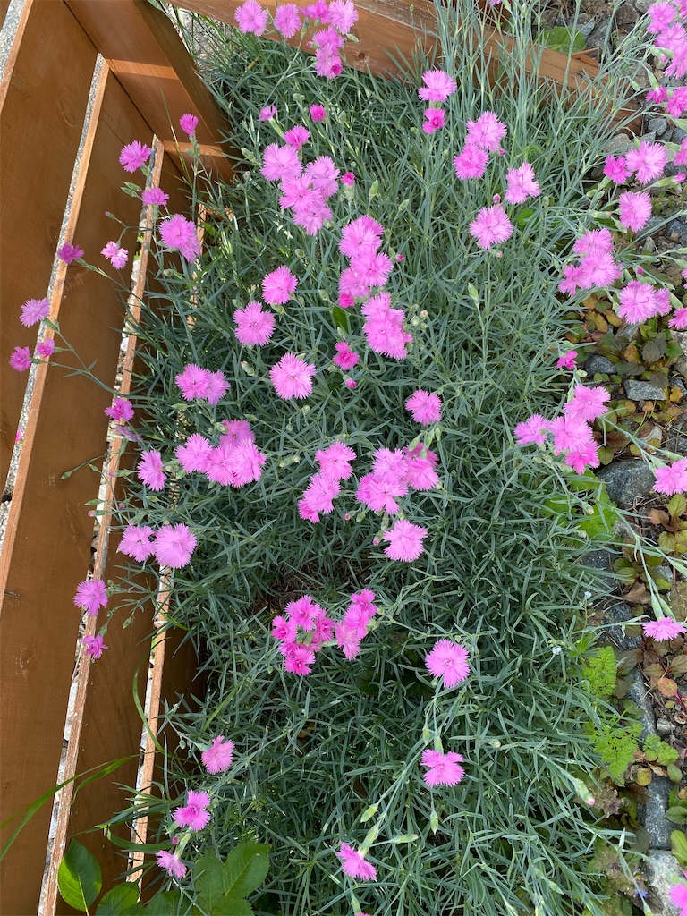 f:id:gardenharmony:20250522164759j:image