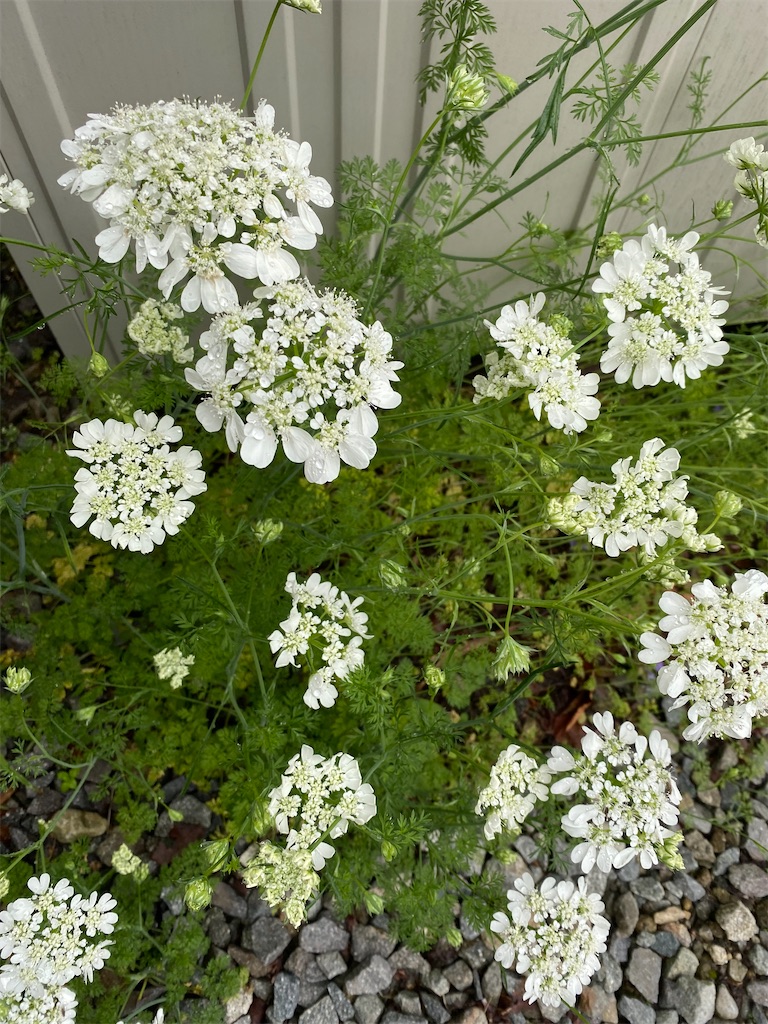 f:id:gardenharmony:20250529202103j:image