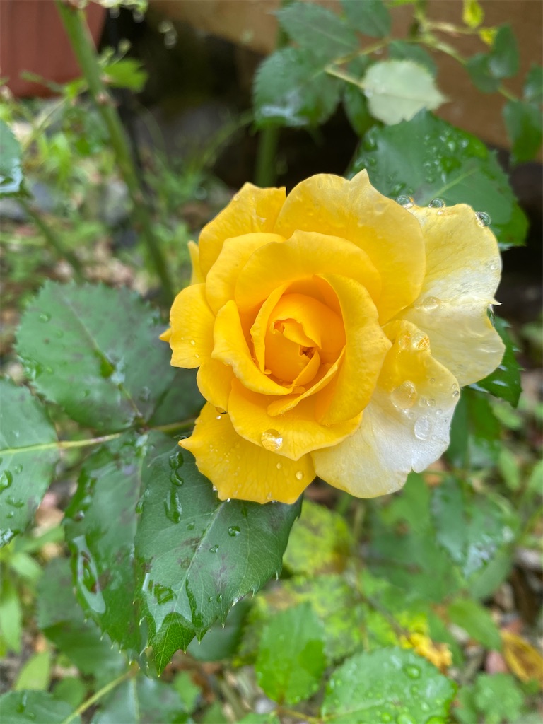 f:id:gardenharmony:20250529202107j:image