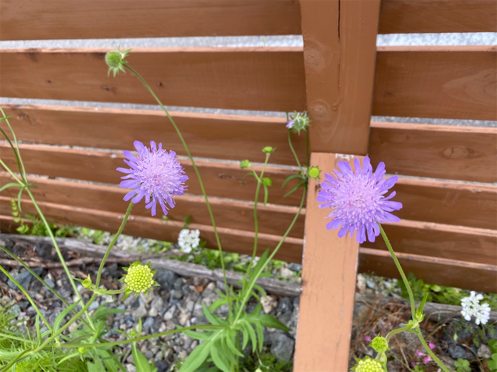f:id:gardenharmony:20250530161655j:image