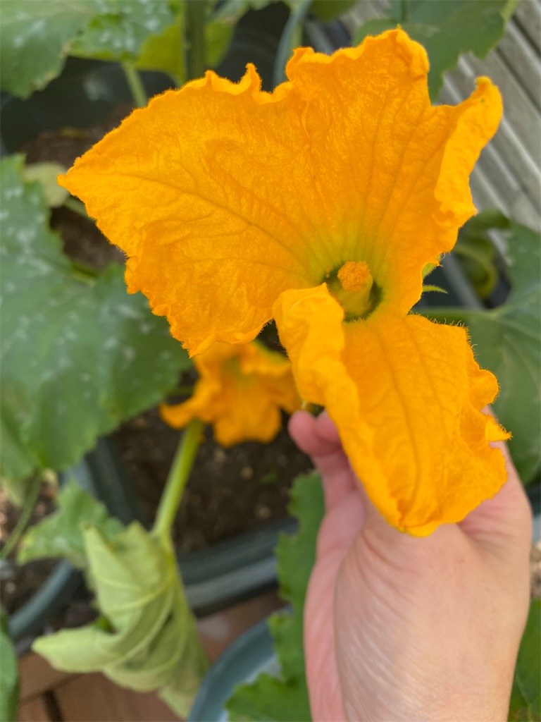 f:id:gardenharmony:20250602234845j:image