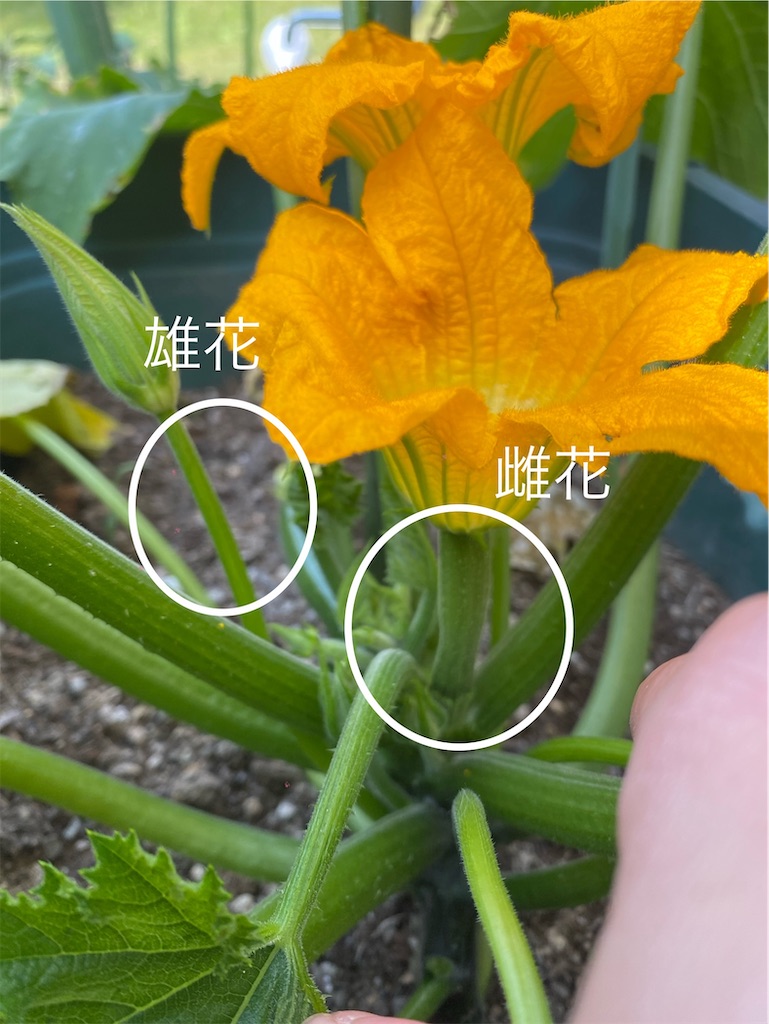 f:id:gardenharmony:20250604222357j:image