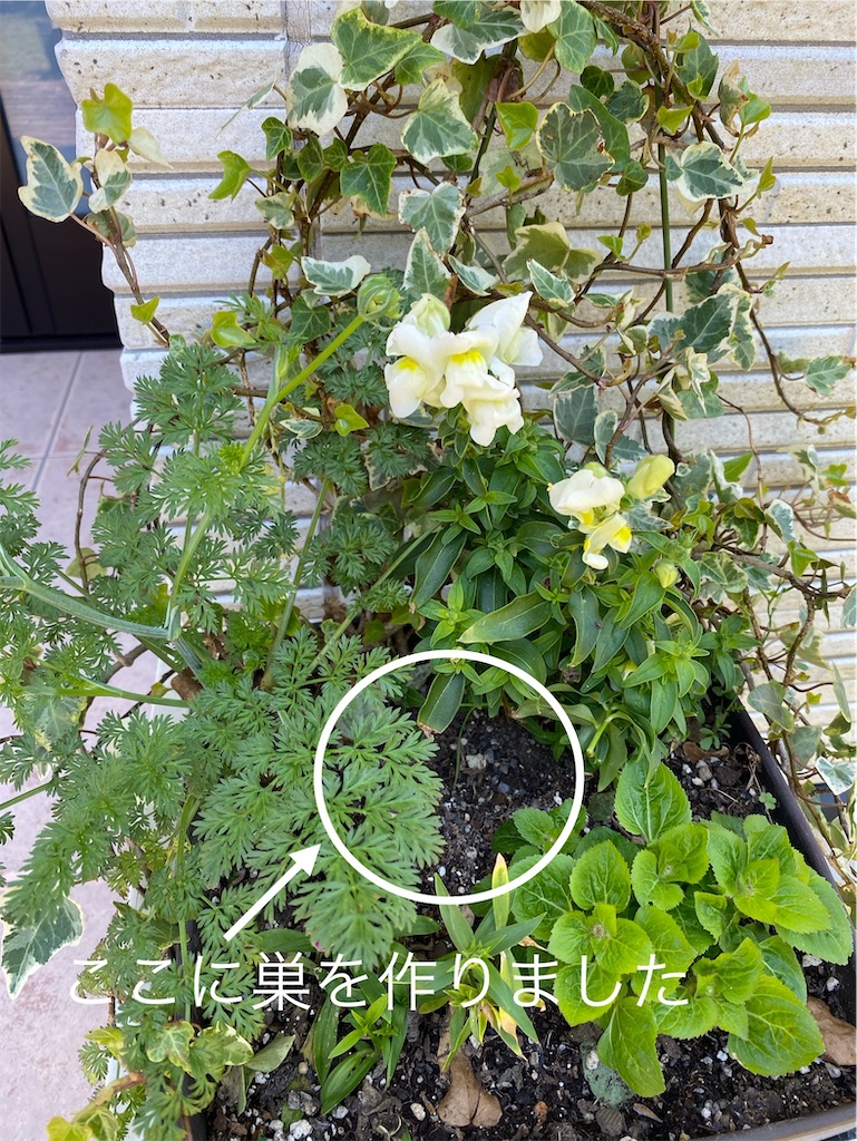 f:id:gardenharmony:20250605214415j:image