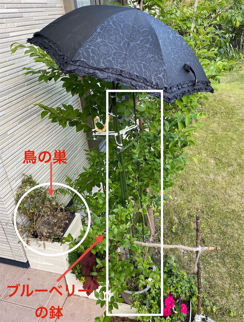 f:id:gardenharmony:20250605215852j:image
