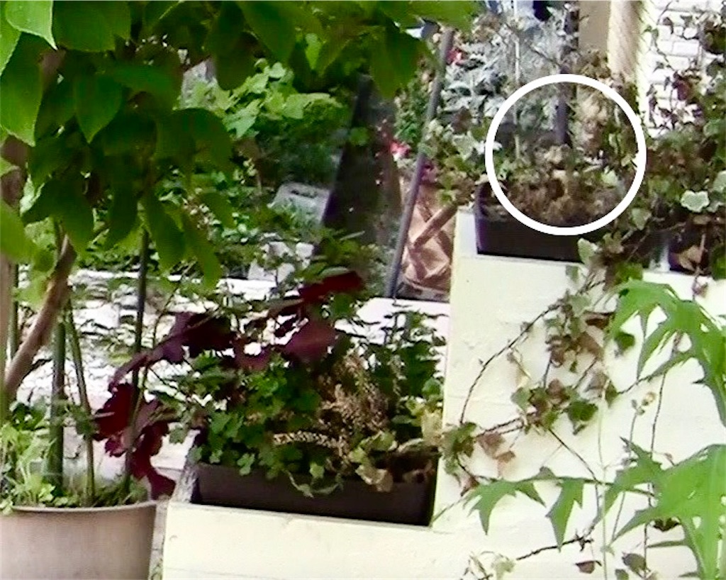 f:id:gardenharmony:20250610194929j:image