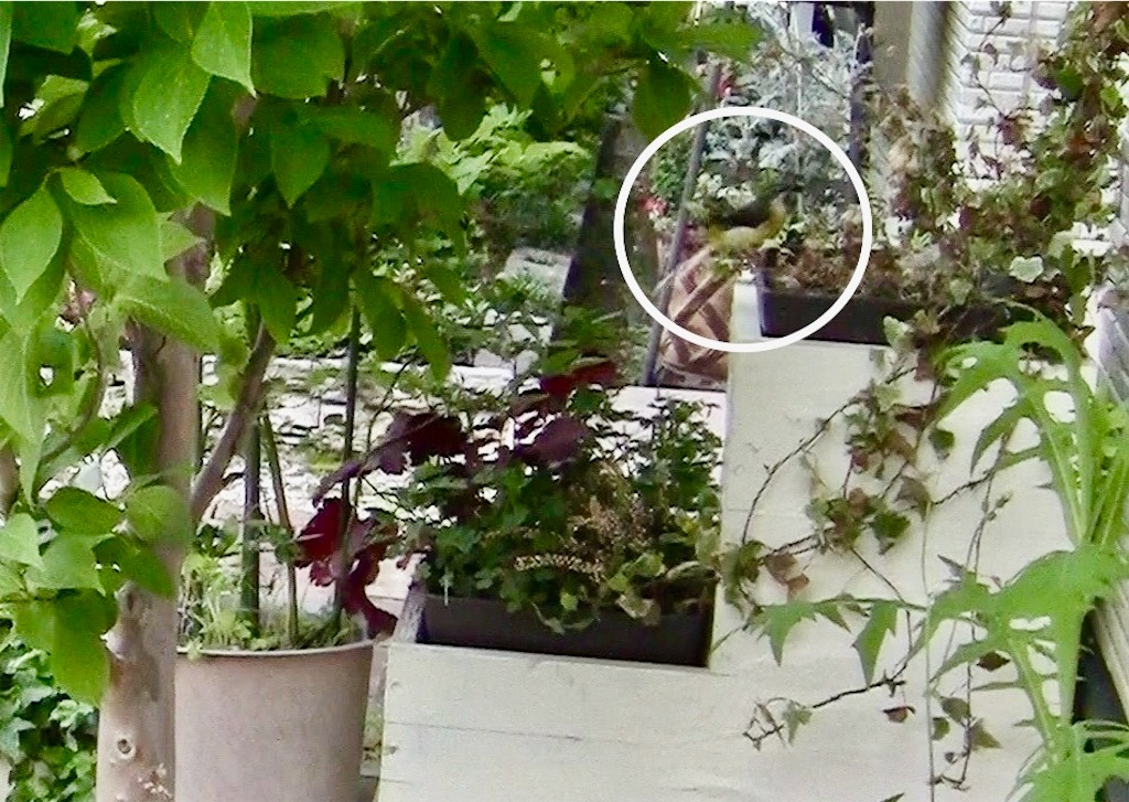 f:id:gardenharmony:20250610194936j:image