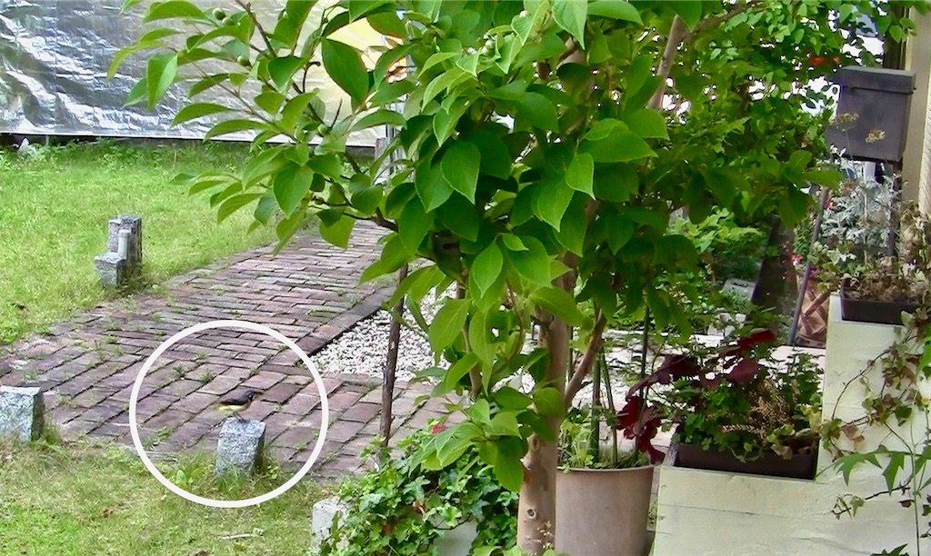 f:id:gardenharmony:20250610194941j:image