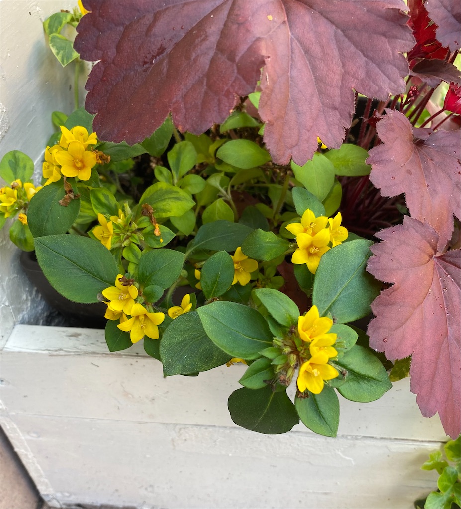 f:id:gardenharmony:20250618055333j:image