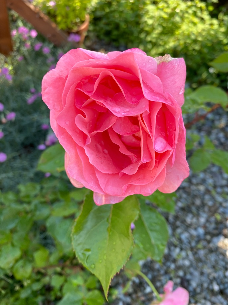 f:id:gardenharmony:20250626092048j:image