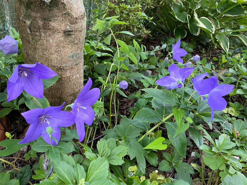 f:id:gardenharmony:20250821110623j:image