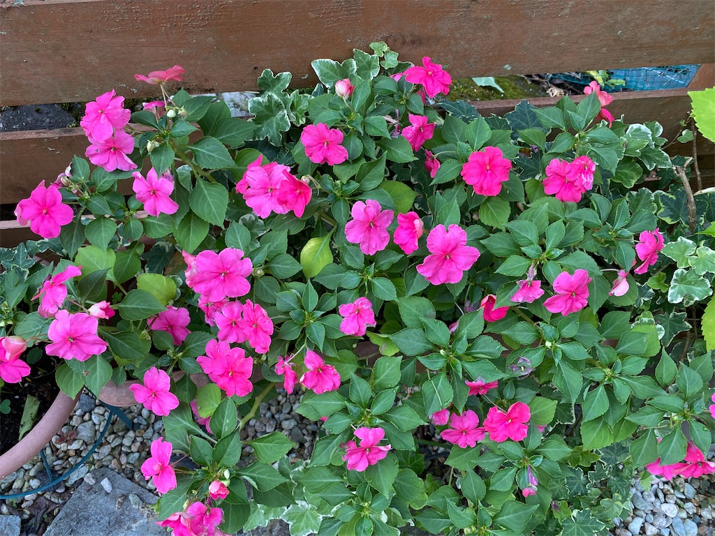 f:id:gardenharmony:20250821110631j:image