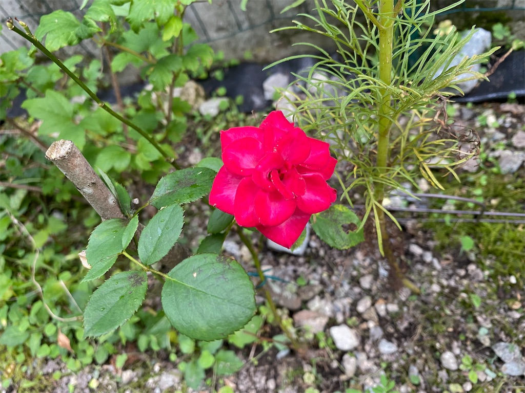 f:id:gardenharmony:20250821205623j:image