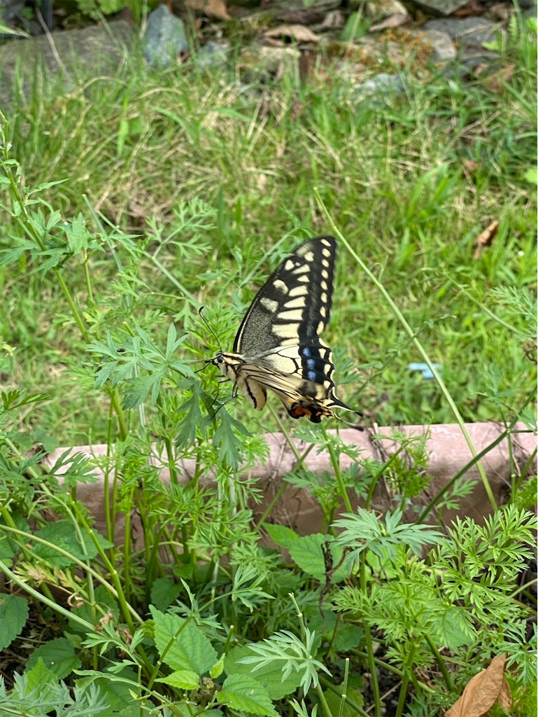 f:id:gardenharmony:20250908203222j:image