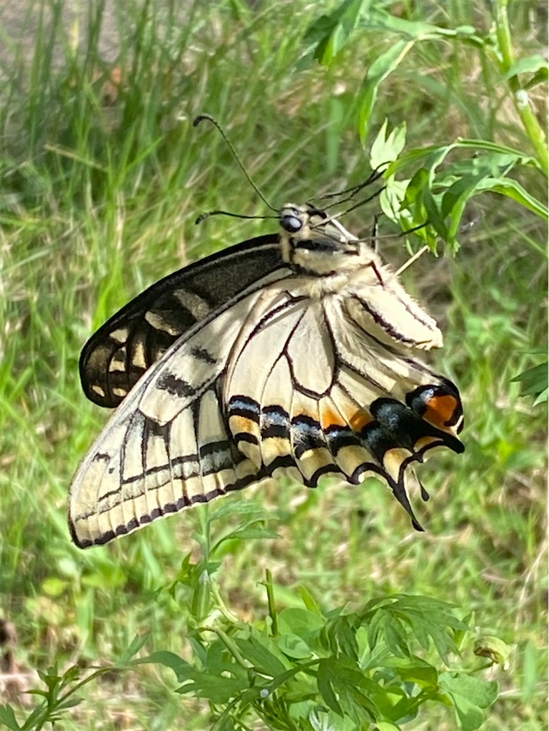 f:id:gardenharmony:20250908203343j:image