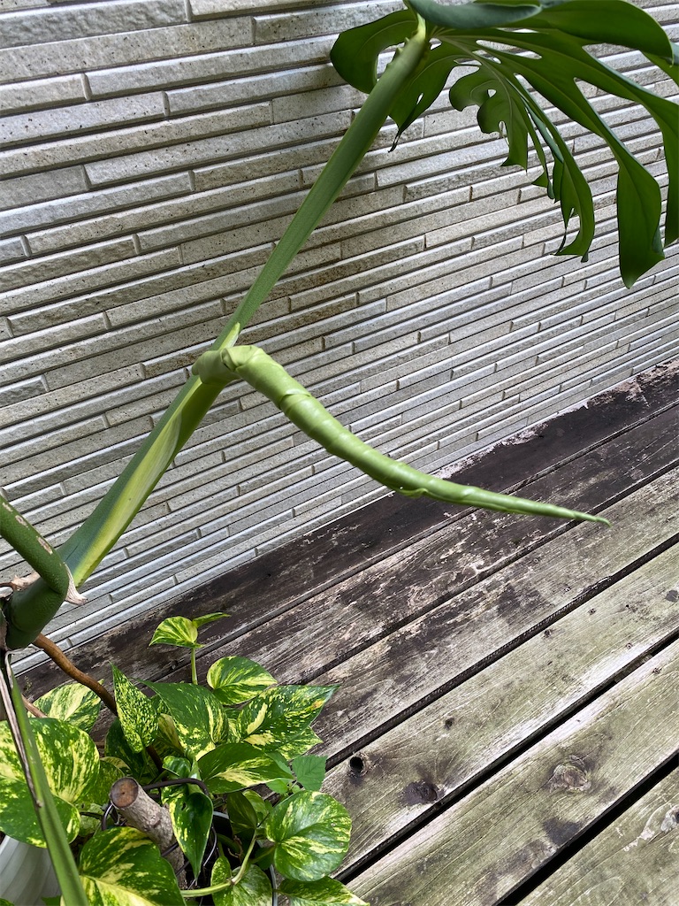 f:id:gardenharmony:20250908203537j:image