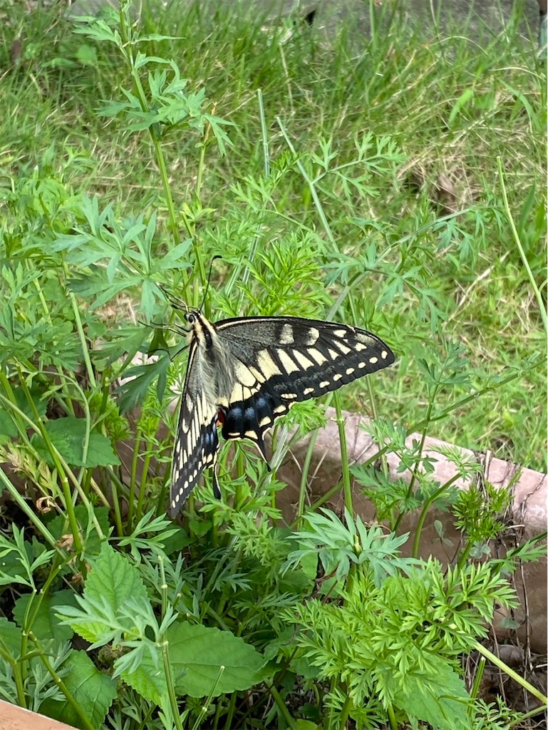 f:id:gardenharmony:20250908210902j:image