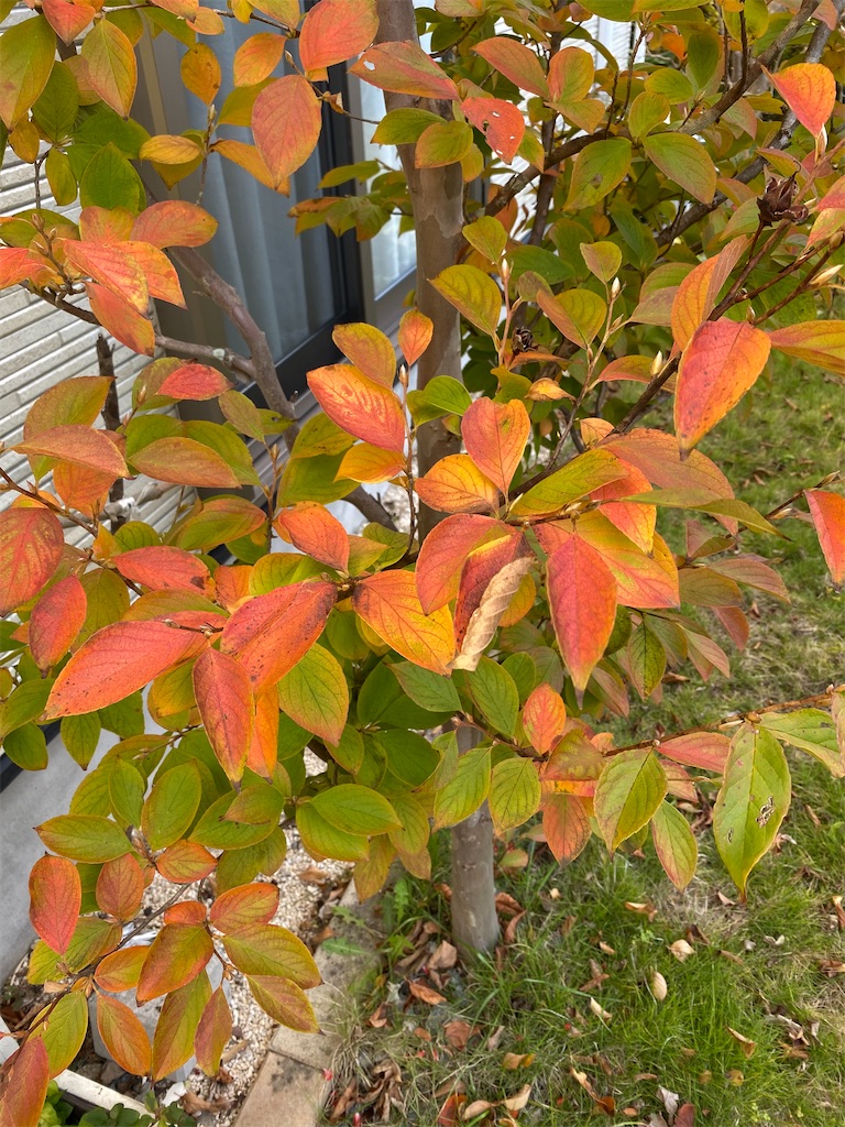 f:id:gardenharmony:20251029071330j:image f:id:gardenharmony:20251029071330j:image