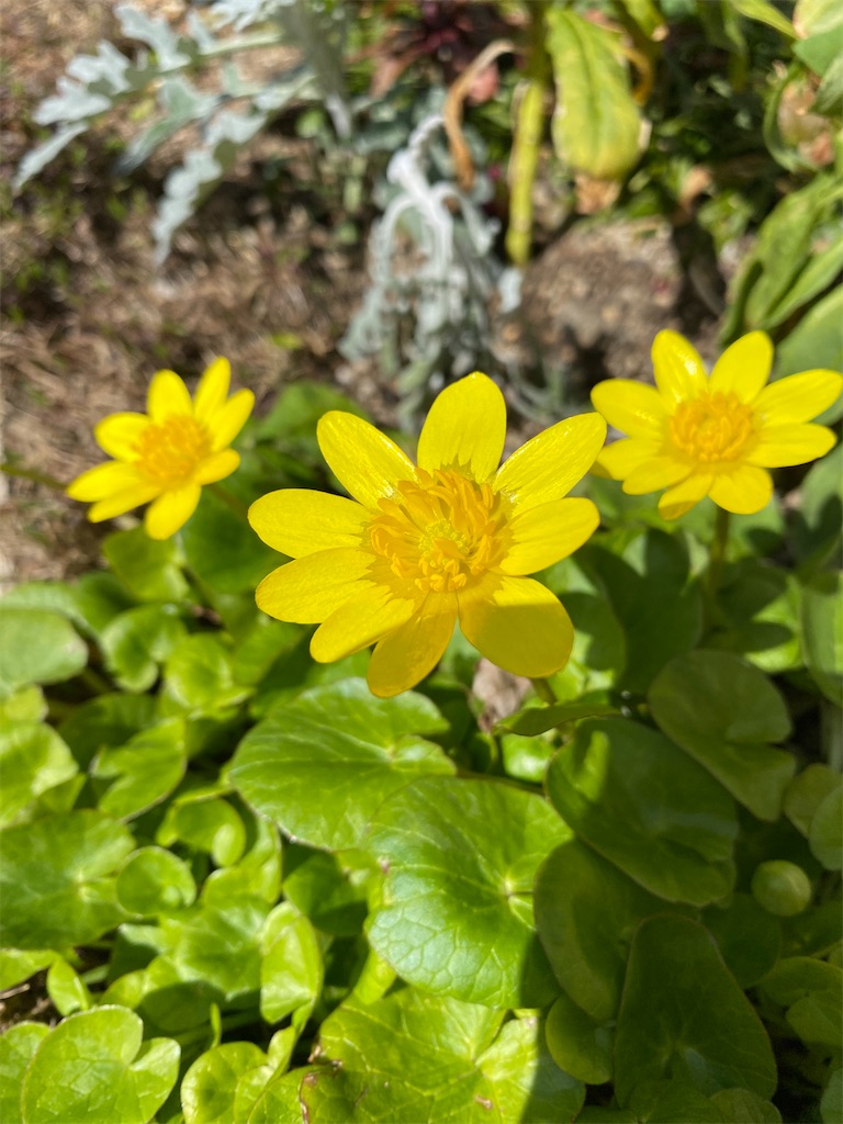 f:id:gardenharmony:20260322111121j:image