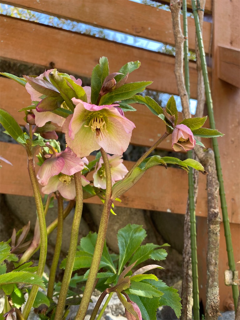 f:id:gardenharmony:20260322111508j:image
