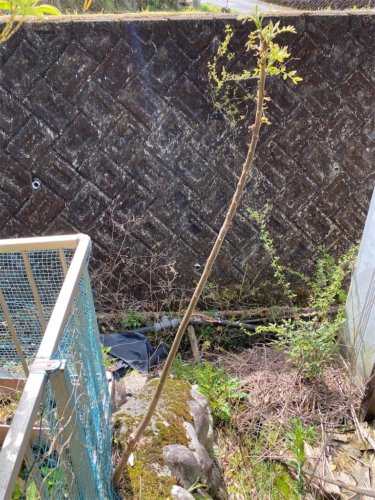 f:id:gardenharmony:20260425191420j:image f:id:gardenharmony:20260425191420j:image