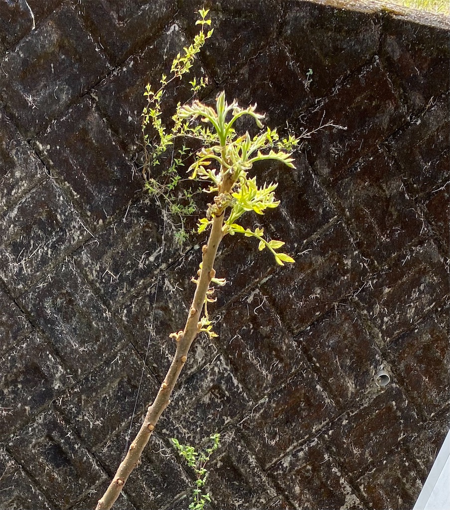 f:id:gardenharmony:20260425191536j:image f:id:gardenharmony:20260425191536j:image