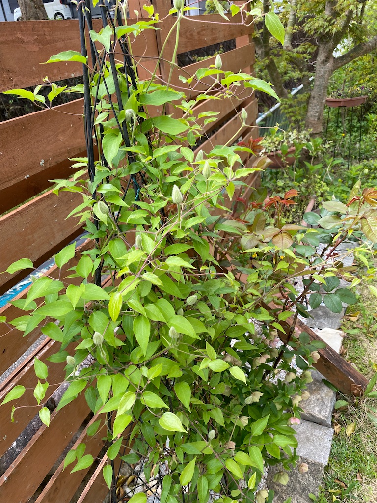 f:id:gardenharmony:20260506180150j:image