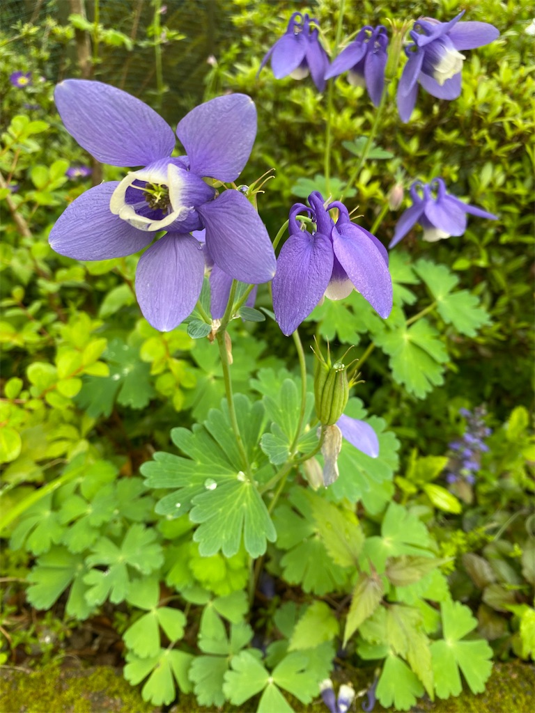 f:id:gardenharmony:20260506180628j:image