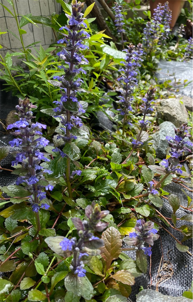 f:id:gardenharmony:20260506180658j:image