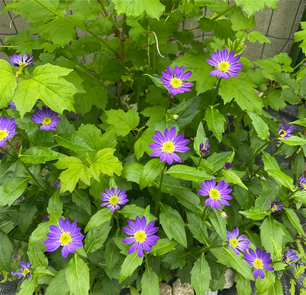 f:id:gardenharmony:20260506180733j:image