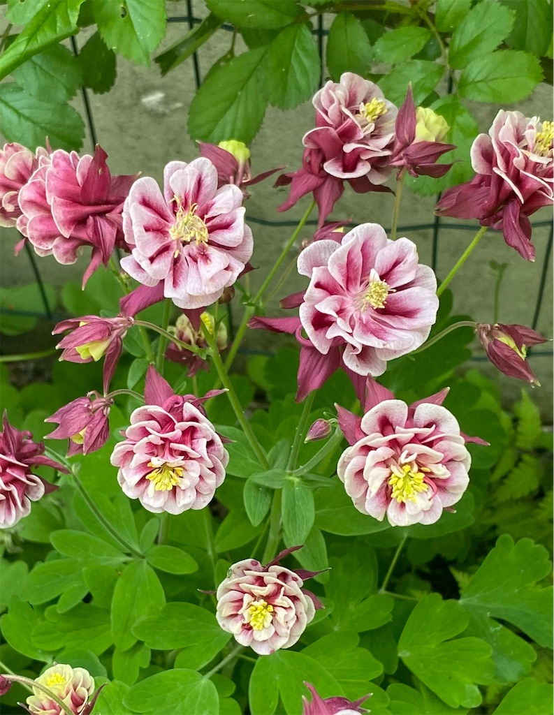 f:id:gardenharmony:20260506204817j:image