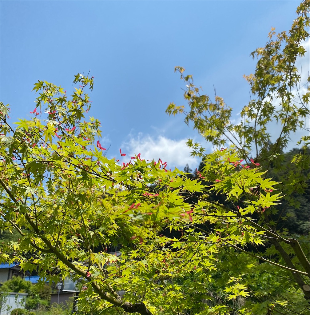 f:id:gardenharmony:20260516113253j:image