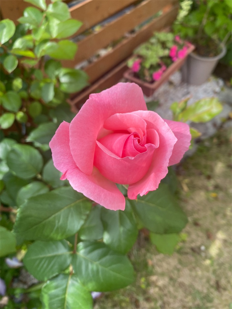 f:id:gardenharmony:20260522083215j:image
